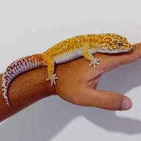 Coppia gechi leopardino