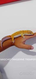 Coppia gechi leopardino
