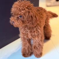 Barboncino maschio 7 mesi 19 cm papà asiatico