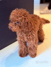 Barboncino maschio 7 mesi 19 cm papà asiatico