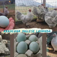 Araucana inglese lavanda