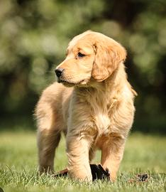 Golden Retriver