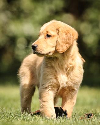 Golden Retriver