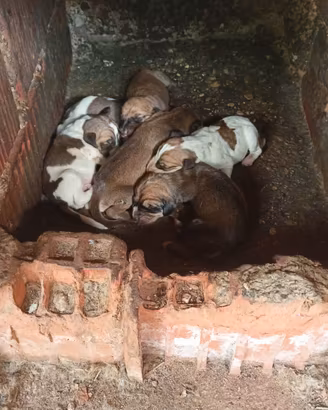 cuccioli segugio italiano