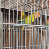 Coppie di inseparabili