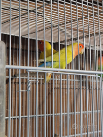 Coppie di inseparabili