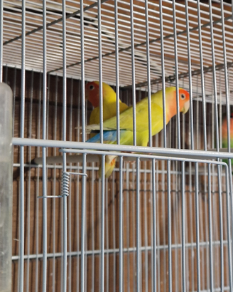 Coppie di inseparabili