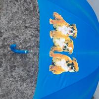 Ombrello bambino 