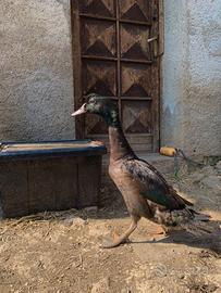 Anatra incrocio corritrice muta