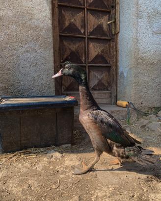 Anatra incrocio corritrice muta