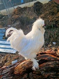 Galline moroseta