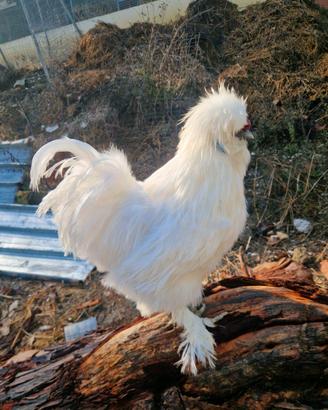 Galline moroseta