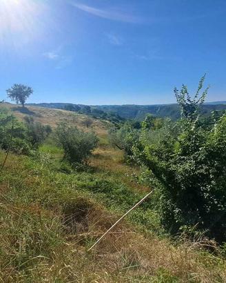 Uliveto a Alviano