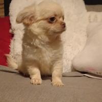 Chihuahua cucciolo Pedigree ENCI