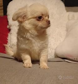 Chihuahua cucciolo Pedigree ENCI