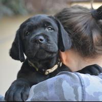 Cuccioli Gialli e Neri di Labrador