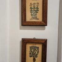 Quadretti con stampe botaniche 