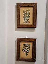 Quadretti con stampe botaniche 