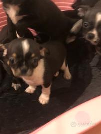 Chihuhua maschietti mini