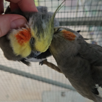 Pappagalli domestici (LEGGI)