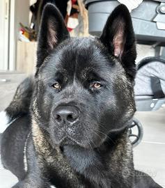 Cesare Akita americano per accoppiamento