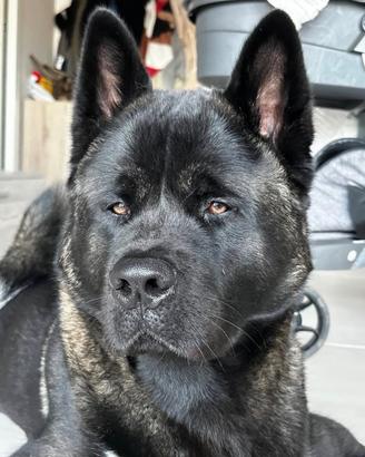 Cesare Akita americano per accoppiamento