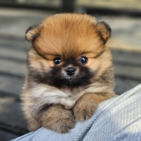 Cucciolo di spitz