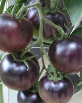 piantine di ortaggi complete