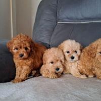 Cuccioli di barboncini