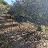 Alberi di Ulivo
