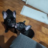 Cuccioli di bulldog francese
