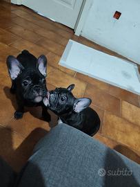 Cuccioli di bulldog francese