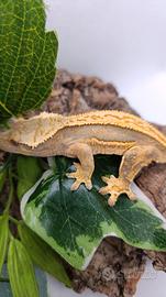 Ciliatus / Geco Crestato ID: GL