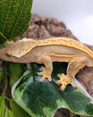 Ciliatus / Geco Crestato ID: GL