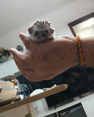 Cuccioli di riccio africano