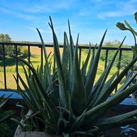 aloe vera