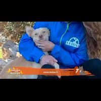 Matteo un cane famoso