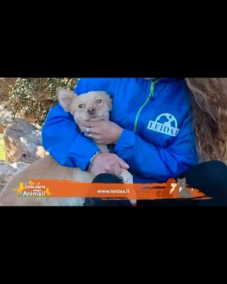 Matteo un cane famoso