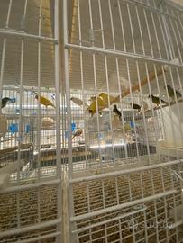 Canarini Spagnoli 2025