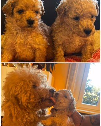 Barboncini toy cuccioli