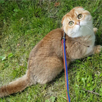 Accoppiamento / Monta Scottish fold