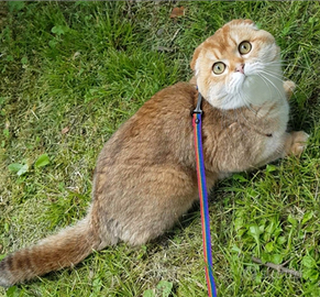 Accoppiamento / Monta Scottish fold