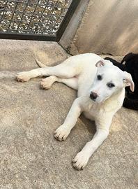 Belle e Luna cucciole simil labrador