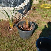 pianta papiro vera e finita 