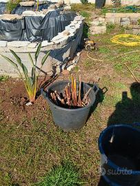 pianta papiro vera e finita 