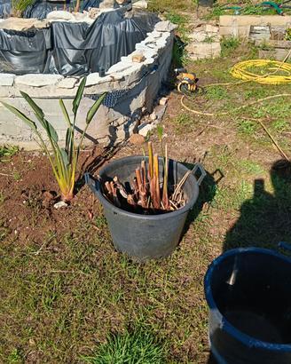 pianta papiro vera e finita 