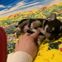 Chihuahua pelo cirto