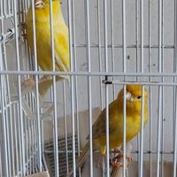 Canarini Gialli pronti per la cova anellati
