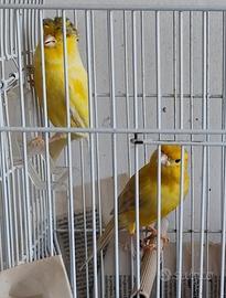 Canarini Gialli pronti per la cova anellati