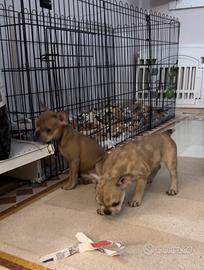 Bulldog francese femmina
